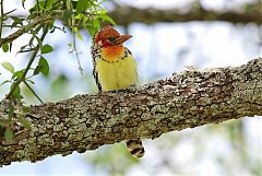 Red-and-yellow Barbet